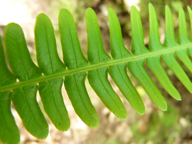 Fronde mâle (stérile). Agrandir dans une nouvelle fenêtre (ou onglet)